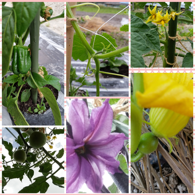 CollageMaker_20190519_191152819.jpg