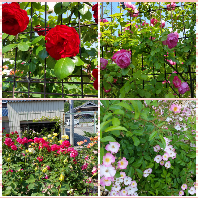 CollageMaker_20190524_165525519.jpg