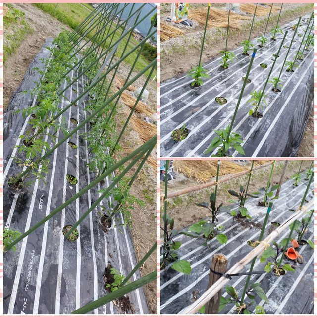 CollageMaker_20190514_122748246.jpg