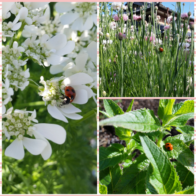CollageMaker_20190516_081556900.jpg