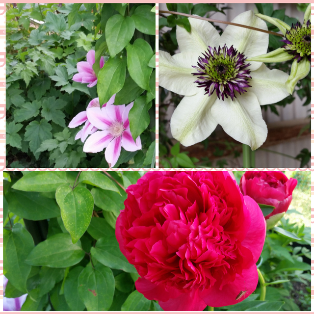 CollageMaker_20190516_081758559.jpg